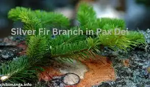 silver fir branch pax dei